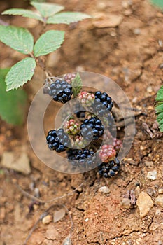 Blackberries