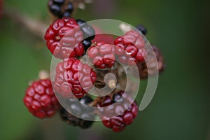 Blackberries
