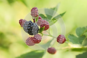 Blackberries