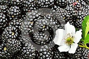 Blackberries background with a flower.