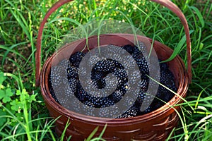 Blackberries in a basket
