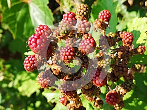 Blackberries