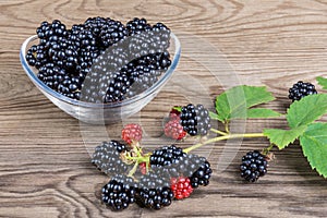 Blackberries in bowl and bramble branch on garden table. Rubus