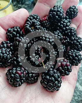 blackberries brambles ripening in the sun.