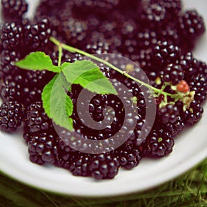Blackberries, brambles photo