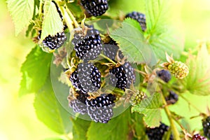 Blackberries on a branch in garden