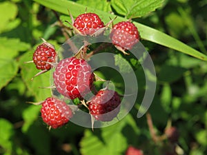 Blackberries on a branch in the garden close-up