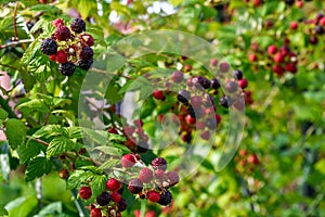 Blackberries bush