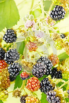 Blackberries in bush