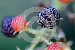 Blackberries of different degrees of ripeness on a branch of a berry bush