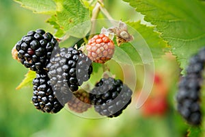 Blackberries