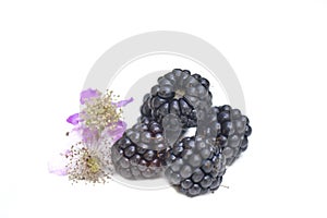 blackberries with flower isolated on white background