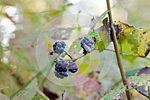 Blackberries in the forest