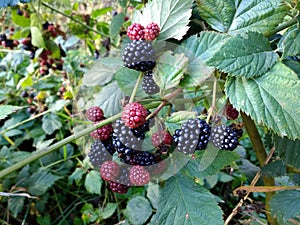 blackberries fruit ripen on the bush in the fall