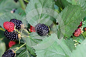 Blackberries fruits hanging in green bush, close up