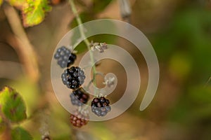 Blackberries with green background photo