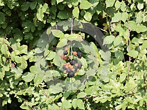 Blackberries growing in hedgerow