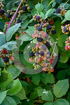 Blackberries growing in a park in various stages of ripeness, summer fruit ready to harvest