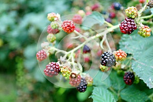 Blackberries growing wil