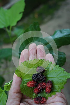 Blackberries photo