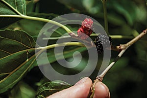 Blackberries held by fingers in a farm