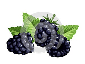 Blackberries isolated on a white background. Vector illustration.