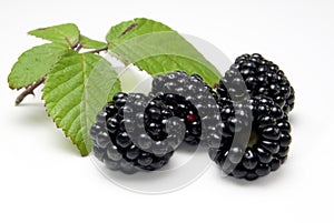 Blackberries and leaf