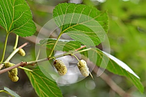 White blackberries on the branches of a mulberry tree photo