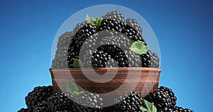 Blackberries and leaves of green mint in bowl. rotation on blue background