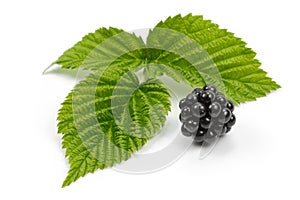 Blackberries and leaves of raspberry on white background