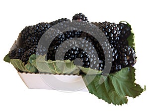 Blackberries in leaves on the white background