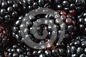 Blackberries macro background