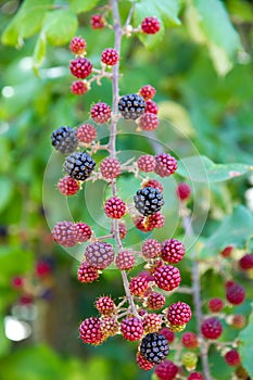 Blackberries in nature against gree background photo