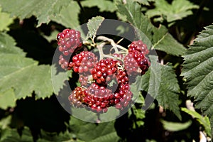 Blackberries in nature branch