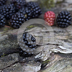 Blackberries offer many health benefits, including full of vitamins and minerals like C, K, and manganese high in fiber may boos