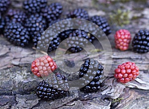 Blackberries offer many health benefits, including full of vitamins and minerals like C, K, and manganese high in fiber may boos