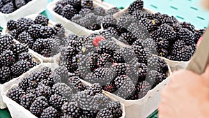 Blackberries in paper cups on display at farmer market