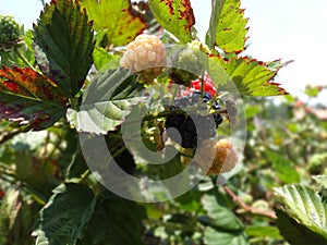 Blackberries platantion on Francisco Morazan Honduras photo