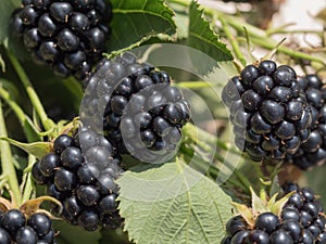 Blackberries ready for harvest