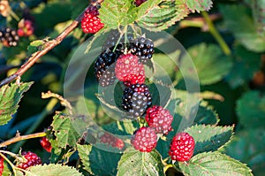 Blackberries ripen