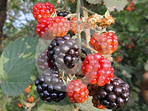Blackberries ripening in the scorching sun