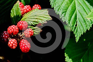 Blackberries ripening on the vine