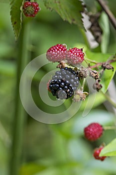 Blackberries ripening on the vine