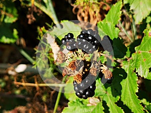Blackberries