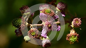 Blackberries, rubus ulmifolius, at different points of ripeness photo