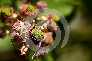 Blackberries, rubus ulmifolius, at different points of ripeness photo