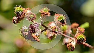 Blackberries, rubus ulmifolius, at different points of ripeness photo