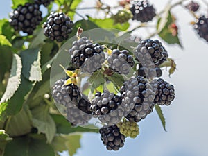 Blackberries shot from below