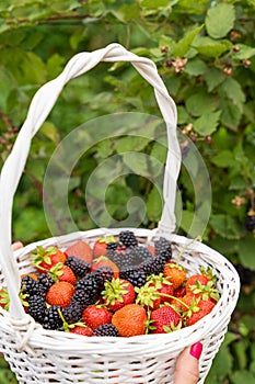 Blackberries and strawberries mix in white basket.