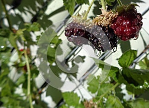 Blackberries with Water droplets Background